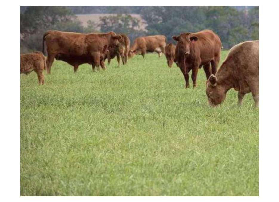 Hancock Seed Co. Cattle Pasture Grass Seed Mix, Warm Climate, 50 lbs.
