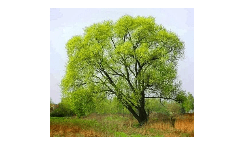  10 Black Willow Tree Cuttings - Beautiful Shade and Privacy Tree - Grow 10 Black Willow Live Trees