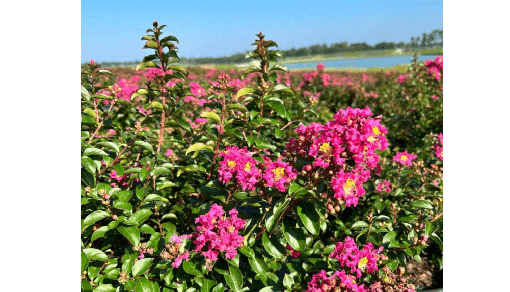  Crape Myrtle Pocomoke, 3 Gallon, Dwarf deciduous Shrub, Full Sun, Outdoor