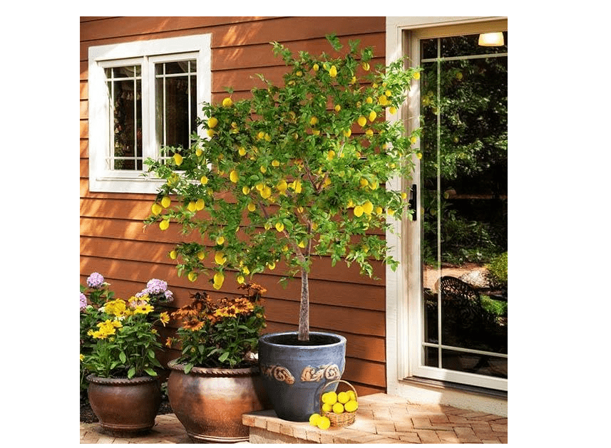 Brighter Blooms - Meyer Lemon Tree, 3-4 ft. - No Shipping to AK, AL, AZ, CA, FL, GA, HI, LA, MS, OR, TX