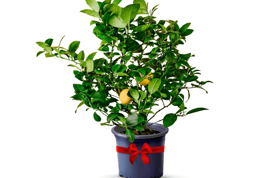 Meyer Lemon Trees Live Plants Outdoor 18-22" Tall - Dwarf Fruit Trees Potted Cannot Ship: CA/AZ/TX/LA – Mini Lemons Plant, Citrus Tree, Indoor Fruit.