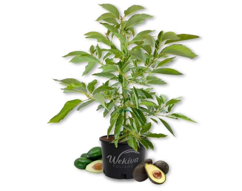 Fantastic Avocado Tree - Grafted - Live Plant in a 3 Gallon Growers Pot - Persea Americana - Beautiful Edible Fruit Bearing Tree for Patio and Garden