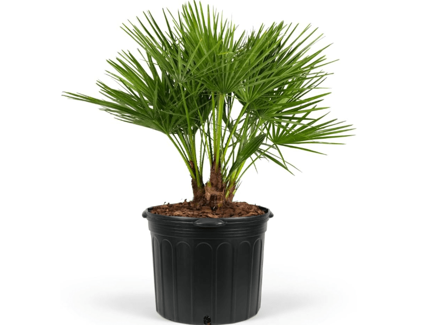  European Fan Palm Tree Multi - Chamaerops Humilis, Cold Hardy Mediterranean Palm, Drought-Tolerant Ornamental Plant for Patios, Gardens, and Landscapes.