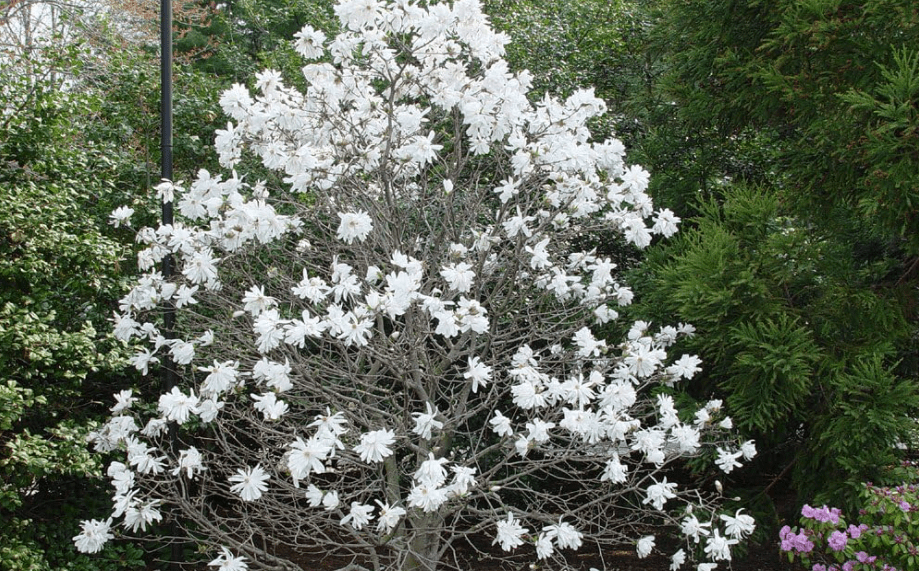 
Royal Star Magnolia- White Flowering Tree - Live Plant Shipped 2 Feet Tall by DAS Farms (No California)