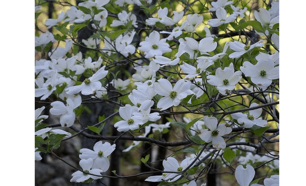  White Flowering Dogwood Tree, Cornus Florida 1-2' Tall Potted Plant