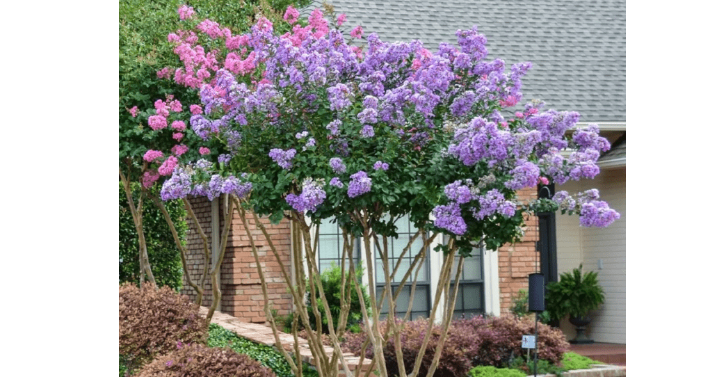  Catawba Crape Myrtle Tree, Deep Purple Flowering Shrub, Live Garden Plant (1 Gallon/Potted/Set of 2 Plants)