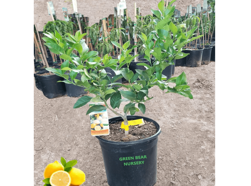 
Eureka Lemon Grafted Fruit Tree (5 Gallon Potted)
