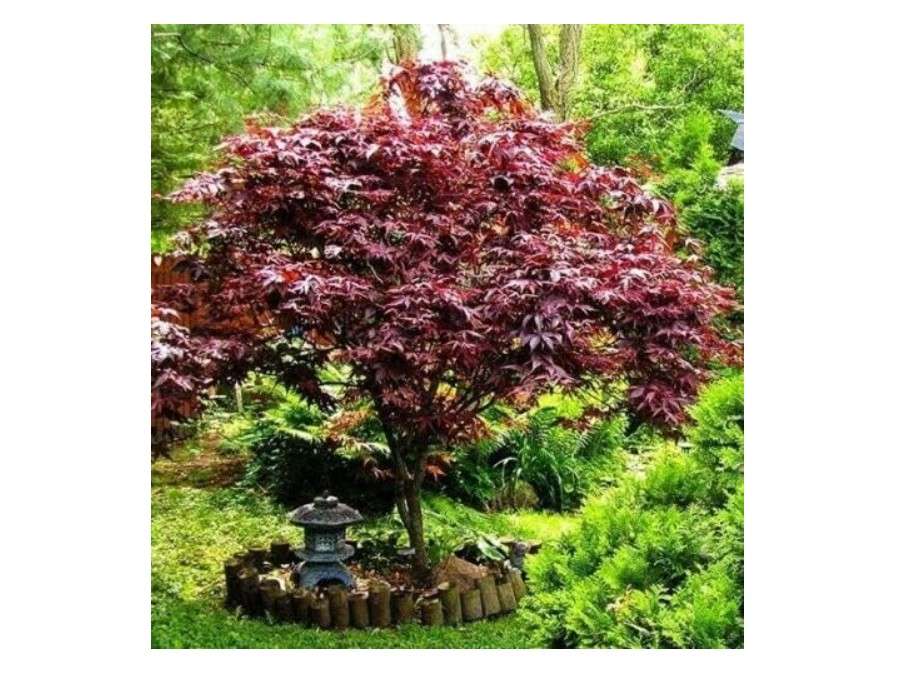 Bloodgood Japanese Maple Tree - 24-36" Tall Live Plant - Gallon Pot - 2-3 Feet Tall