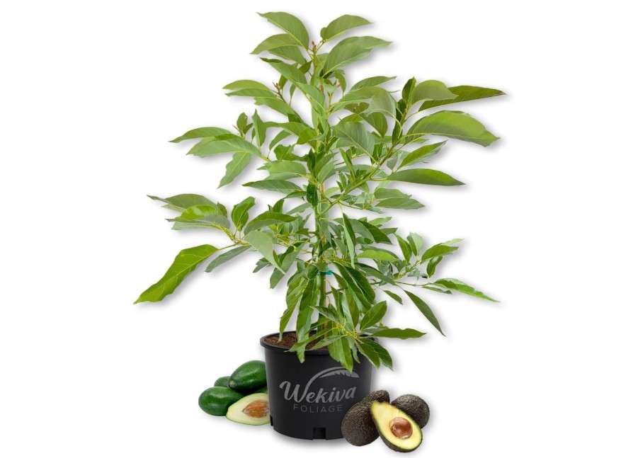 Brogdon Avocado Tree - Grafted - Live Plant in a 3 Gallon Growers Pot - Persea Americana - Beautiful Edible Fruit Bearing Tree for Patio and Garden