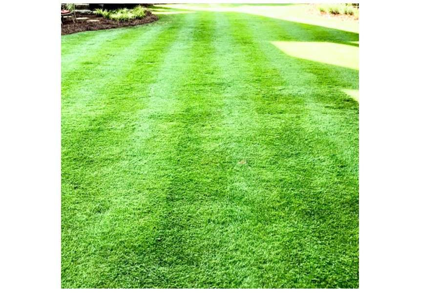 5000 Zoysia Grass Seeds for Lawn, Zoysia Seeds Lawngrass Seeds, Grow Outdoor, Low-Maintenance for Lawn Backyard Home Garden
