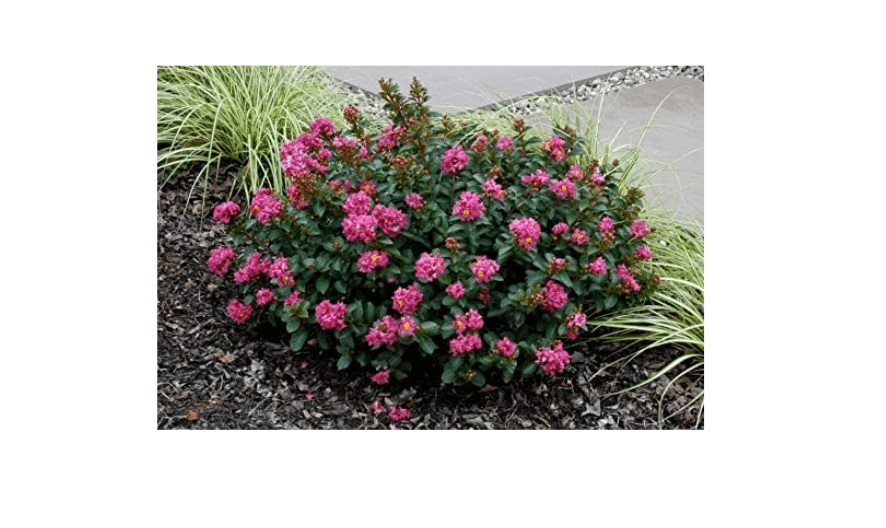 
Pocomoke Miniature Crape Myrtle Grows About 2 feet Tall with Rose Pink Flowers (Ships Well Rooted in Pots with Soil) (5)