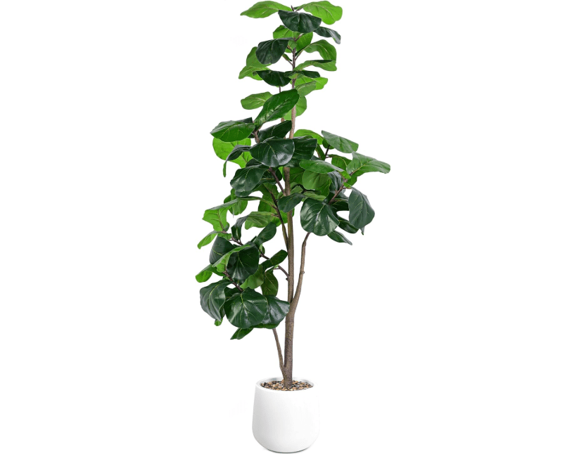 
Jocoevol Artificial Fiddle Leaf Tree, 6ft Faux Plant Fake Ficus Lyrata Trees with White Planter, Artificial Fig Trees Floor Plants for House Office Living.