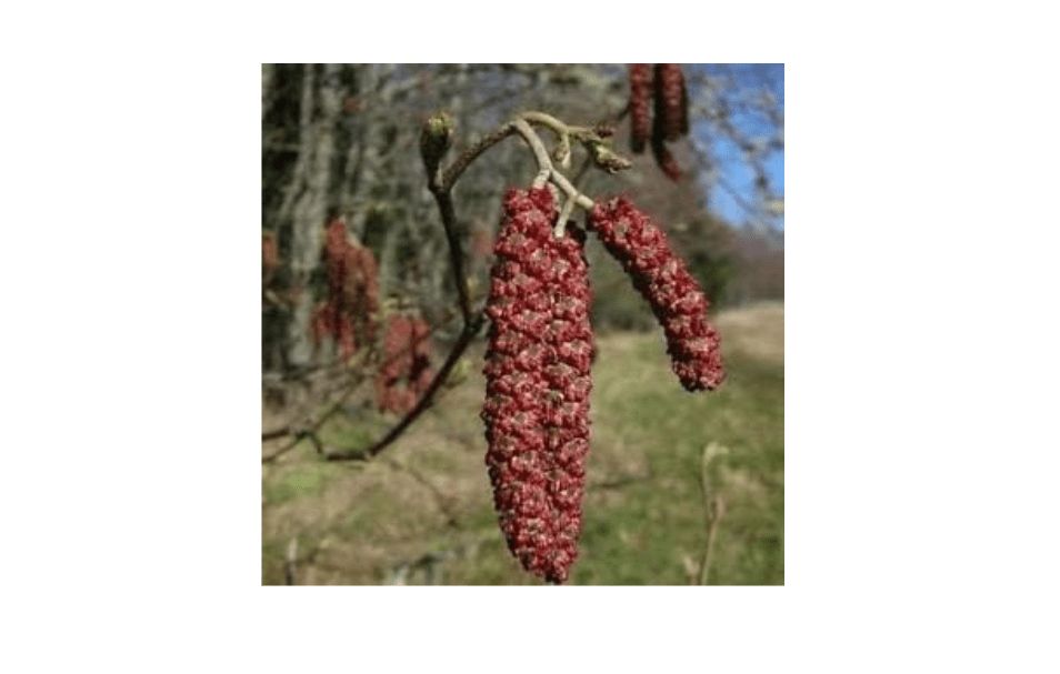  New Fresh 100pcs Red Alder Plant Seeds Generic