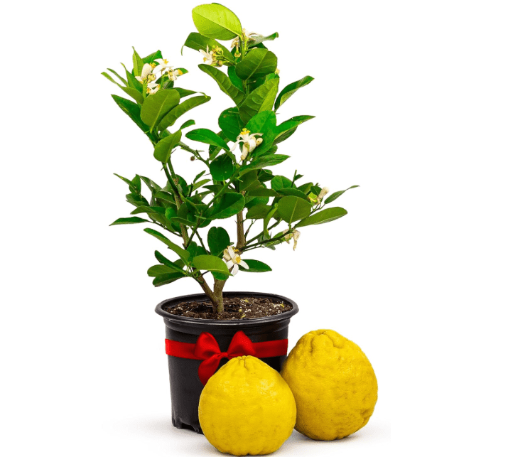 Ponderosa Lemon Patio Fruit Trees Live Plants 12-22" Tall - Dwarf Fruit Trees Live Plants Outdoor, Small Lemon Tree Cannot Ship: CA,AZ,TX,LA - Real.
