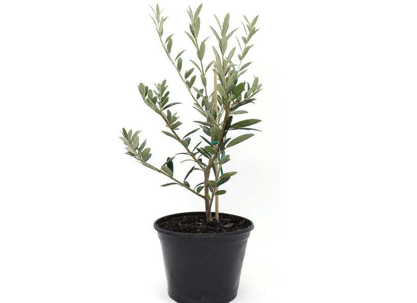 
American Plant Exchange Arbequina Olive Tree – Live 5-Inch Pot, Fruit Bearing Tree, Cold Hardy Edible Variety for Containers, Patios, and...
