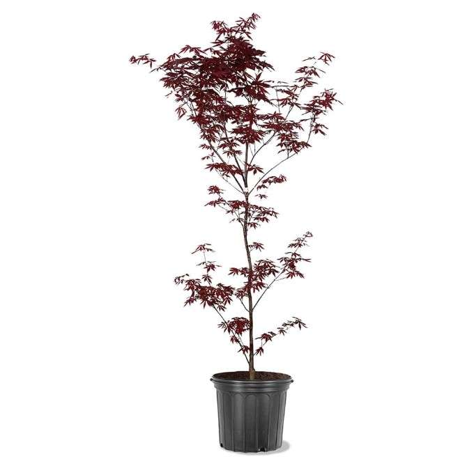 Generic The Emperor One Japanese Maple, Vibrant Foliage, Deciduous, Fast Growing, 5 gal, Nursery Pot (Due to Agricultural Laws, we Cannot Ship to CA, AZ, AK...