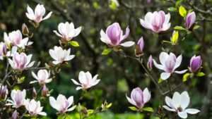 Best 10 Magnolia Tree