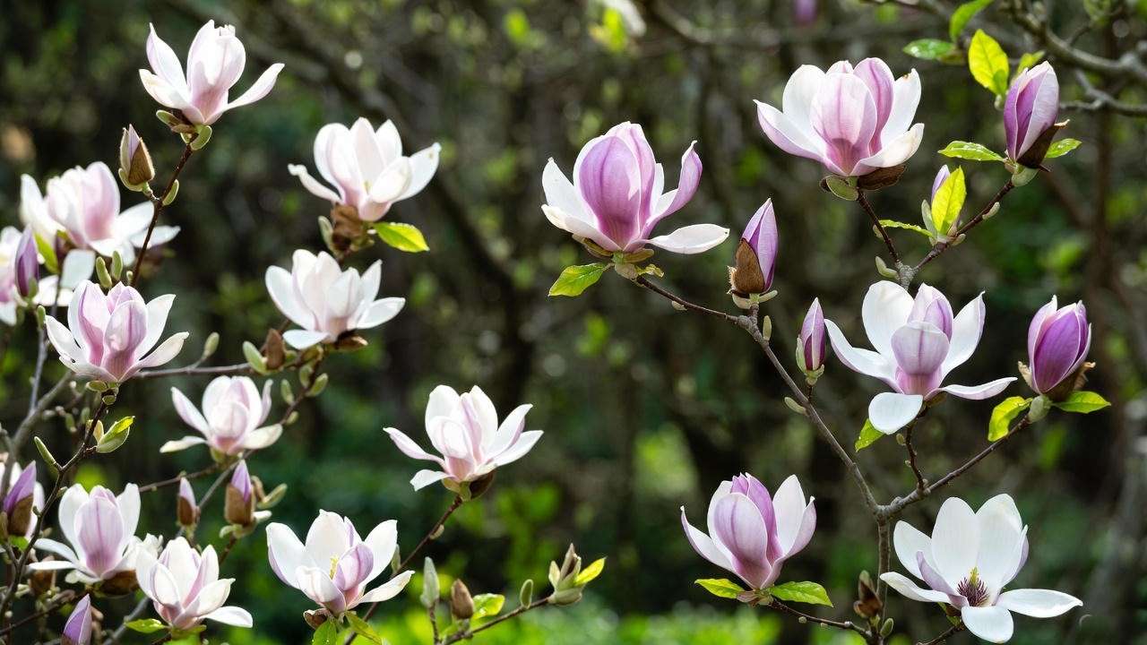 Best 10 Magnolia Trees 2025: Expert Reviews