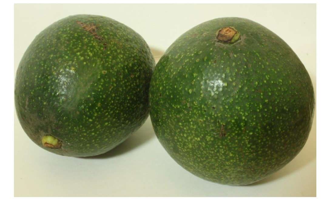 9EzTropical - Reed Avocado - Grafted Tree - 1 Feet Tall - Ship in Plastic Bag