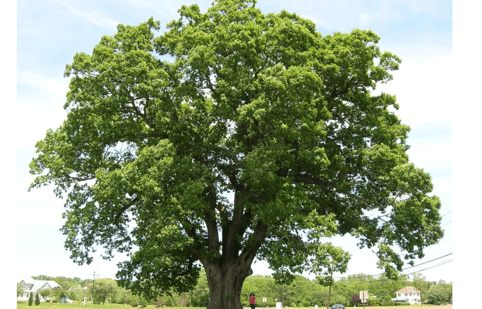 White Oak Tree Seedlings for Planting - 1 Yr Old Seedlings of Quercus alba (3 White Oak Trees) - No Ship to California