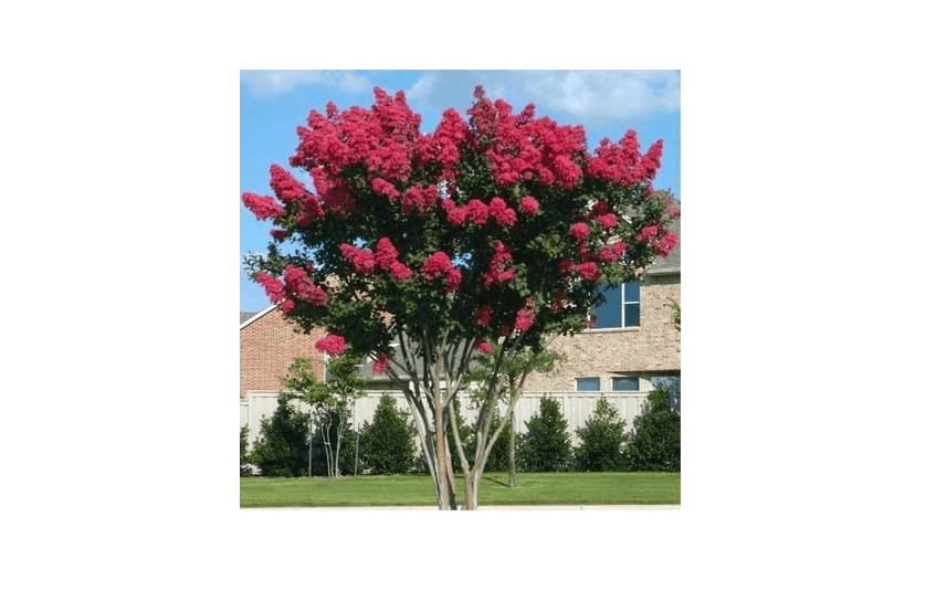  Crape Myrtle Red Rocket Tree - Garden Live Plant, Flowering with Vibrant Red Blooms, Fast-Growing, Heat & Drought Tolerant, Low Maintenance, Perfect for.