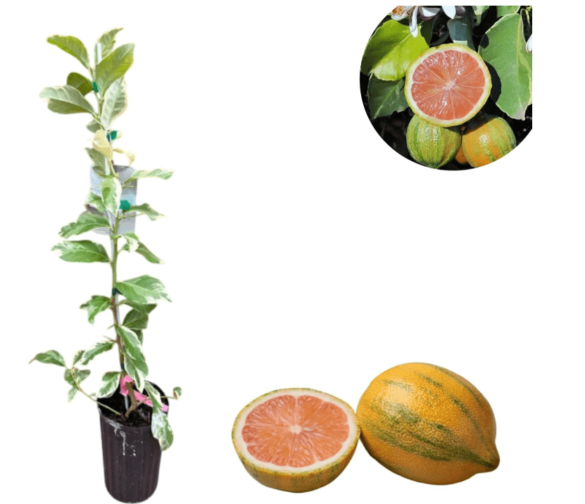 
Variegated Pink Lemon Tree Live for Planting, Lemon Citrus Plant 1 to 2 Feet Tall in 1 Gallon Pot, Pink Lemon Tree Fruit Indoor Outdoor, No Ship CA