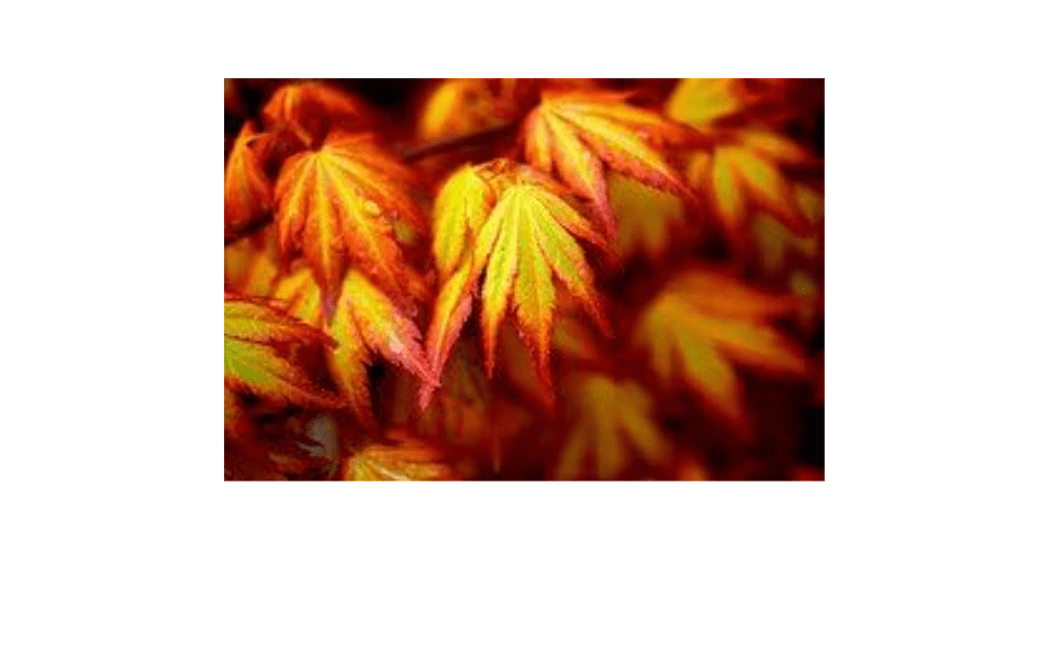 
Orange Dream Japanese Maple - Acer palmatum 'Orange Dream' - Stunning Orange and RED New Spring Growth ON A Dwarf Japanese Maple