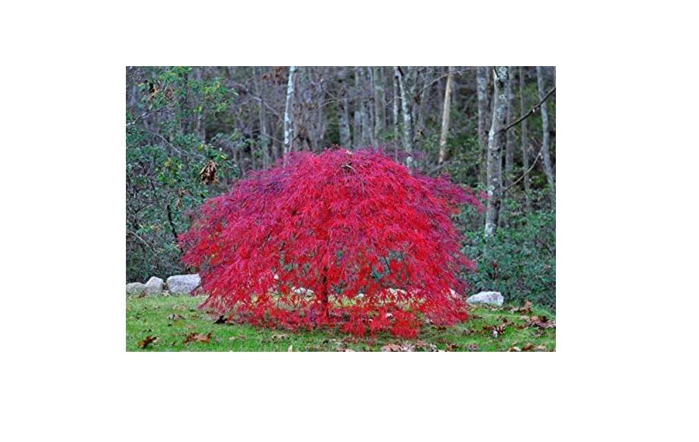 Red Laceleaf Weeping Japanese Maple Tamukeyama Tolerates Sun - Live Plant