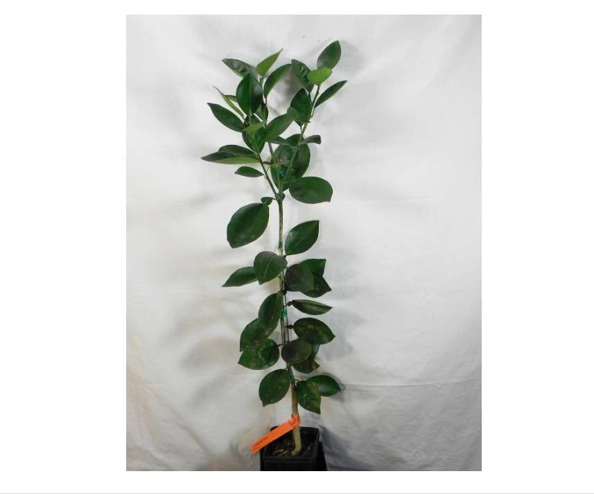 Live Plant - Washington Navel Orange Tree - Semi-Dwarf - 18-36" Tall - Live Citrus Plant