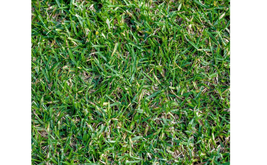 
Everwilde Farms - 1 Lb Buffalo Grass Native Grass Seeds - Gold Vault