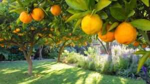 Best Orange Tree