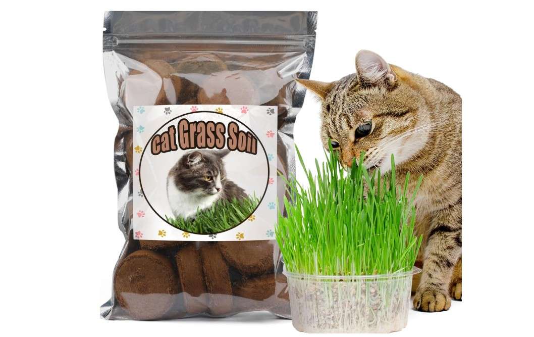 Doter Organic Potting Soil for Indoor Cat Grass, Great Seedling Soil for Wheat Grass, Bermuda, Catnip, and All Indoor Herb Plants
