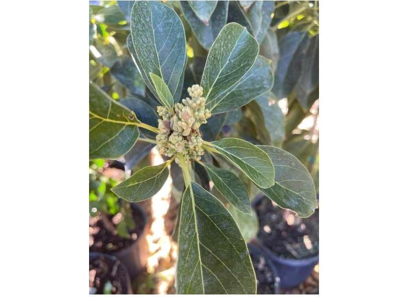 No CA, 2-3 Feet Avocado Plant, Long Neck Avocado in 3 Gallon Pot, Live Avocado Tree Grafted for Planting