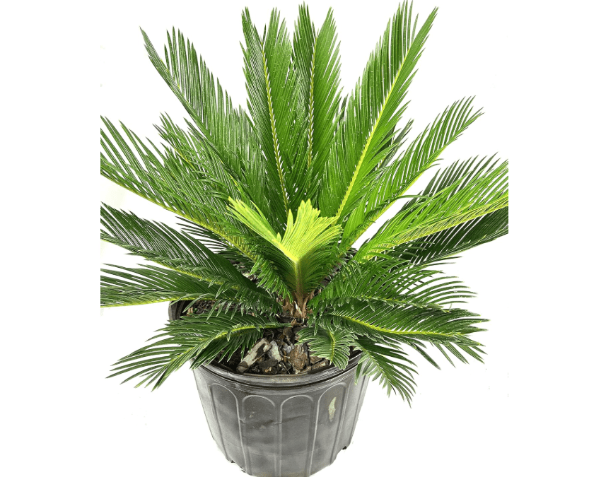  Sago Palm - Live Plant in an 10 Inch Pot - Cycas Revoluta - Beautiful Clean Air Indoor Outdoor Houseplant