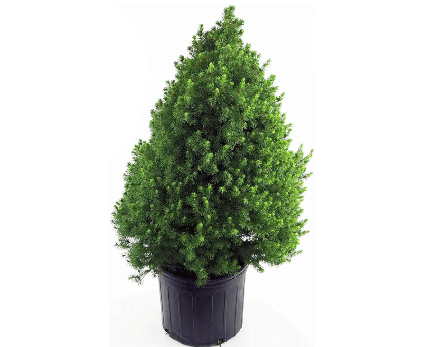 
Picea glauca 'Conica' (Dwarf Alberta Spruce) Evergreen, #2 - Size Container