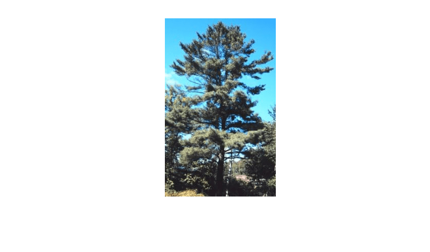  Pinus strobus: Eastern White Pine Seeds