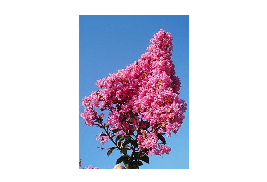  Sioux Crepe Myrtle Trees - Pink Blooms - Quart Containers - FIBROUS Root System - Grown by Crape Myrtle Guy - Live Plants - 1 Foot Tall