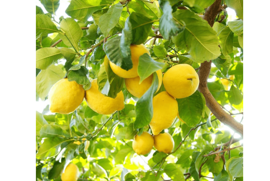 
Lisbon Yellow Lemon Tree, 2 to 3 feet Live Lemon Trees, Yellow Lemon Tree Live Plant in Pot, Live Lemon Tree, Grafted Lemon Tree for Outdoor Garden, No Shi
