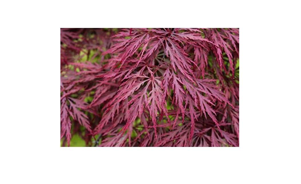 Crimson Queen Weeping LACE Leaf Japanese Maple - Acer palmatum dissectum 'Crimson Queen' 3 - Year Live Plant