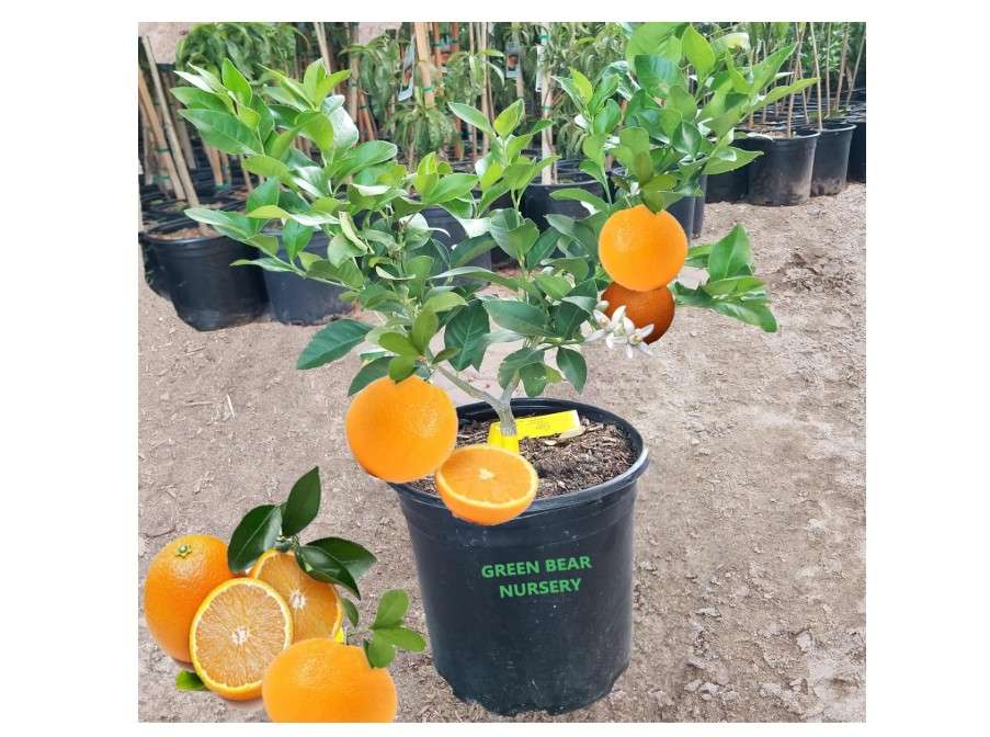 GREEN BEAR Valencia Orange Fruit Tree, 4 Year Old Grafted, Full Sun Plant, Outdoor Growing, 2-3Ft Tall, (Semi Dwarf - Valencia, 5 Gallon)