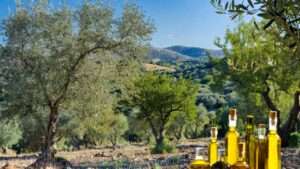 Best Olive Tree for Oil