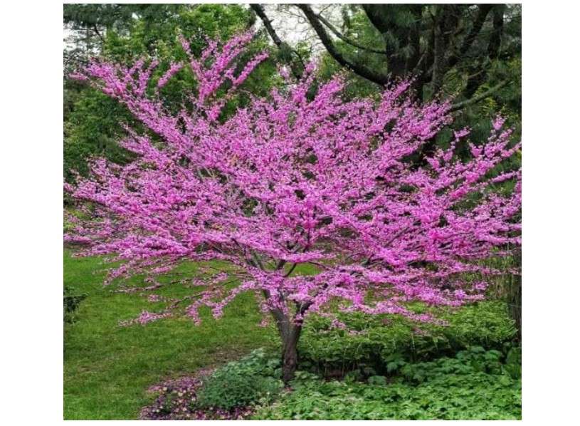 Eastern Redbud Tree Seedlings for Planting - Amazing Pink Spring Flowers (1 Tree) - No Ship to California
