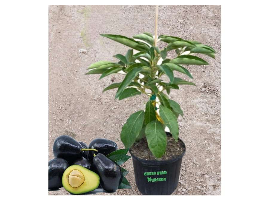 Avocado Fruit Tree Profecionally Grafted Trees (Grafted Puebla Avocado Tree, 5 Gallon)