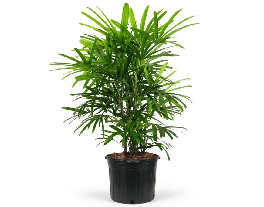  Lady Palm, Rhapis Excelsa - Live Plant, Air Purifying Indoor Houseplant, Low Maintenance Tropical Plant for Home, Office, and Garden Decor (7gal Pot; 4-5