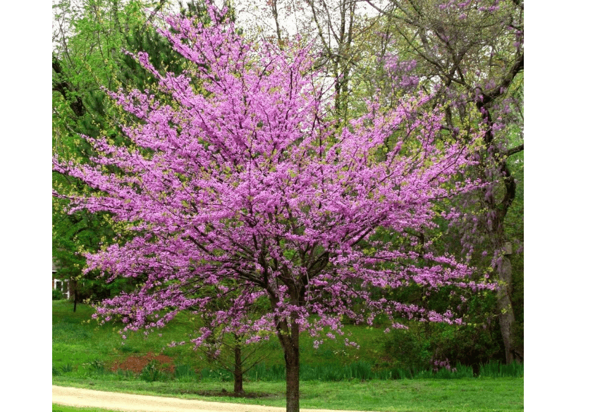 
Eastern Redbud Tree (Cercis) - Live Plant
