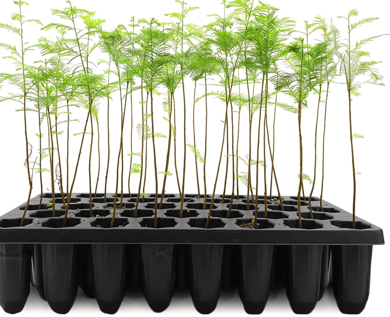  Bald Cypress Taxodium Distichum | 30 Live Plants | Fast Growing Tree, Wetland Tolerant, Deciduous, Ornamental Foliage, Shade Provider, Landscaping Favorite