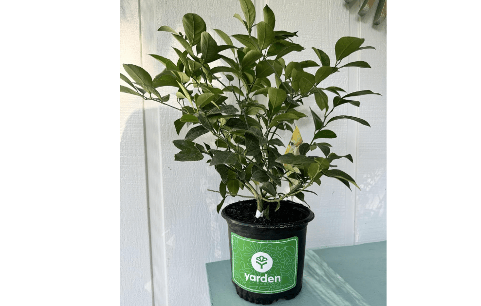 
Yarden Dwarf Meyer Lemon Tree, Lemon Trees Live Plants Ready to Grow Indoor or Outdoor (1 Gallon Pot) - No Shipping to AL, AZ