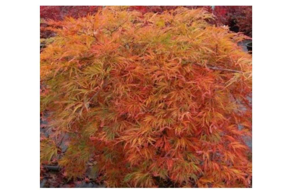 Orangeola Weeping Laceleaf Japanese Maple - Live Plant - Trade Gallon Pot