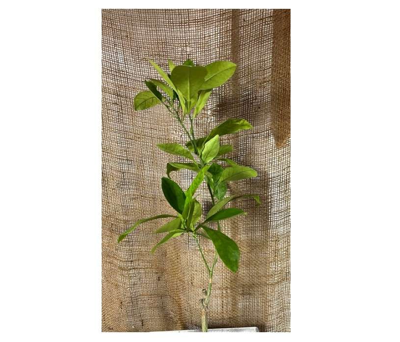 Exact Plant Cara Cara Navel Orange Tree, 1-2 feet Tall, grafted Plant