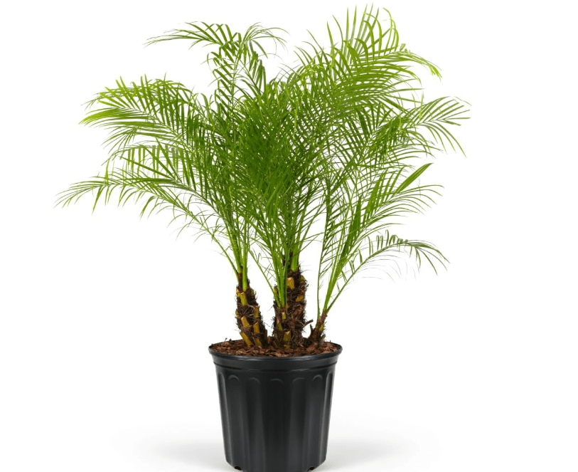  Pygmy Date Palm Tree – Phoenix Roebelenii, Tropical Drought Tolerant Palm, Low Maintenance, Cold Hardy, Perfect for Outdoor Landscapes